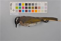 藏品(白頭翁)的圖片